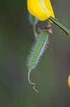 Scotch broom